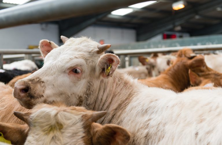 functionaris dierenwelzijn roodvlees