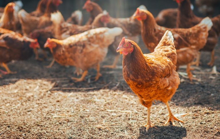 Poultry Welfare Officer training